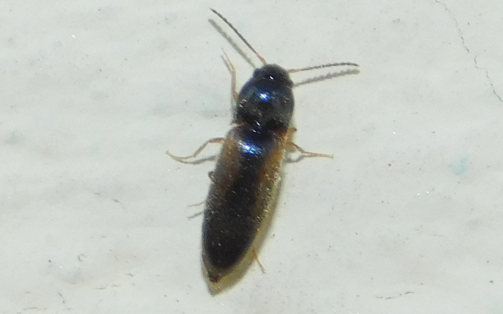 Adrastus rachifer - közönséges cserjepattanó