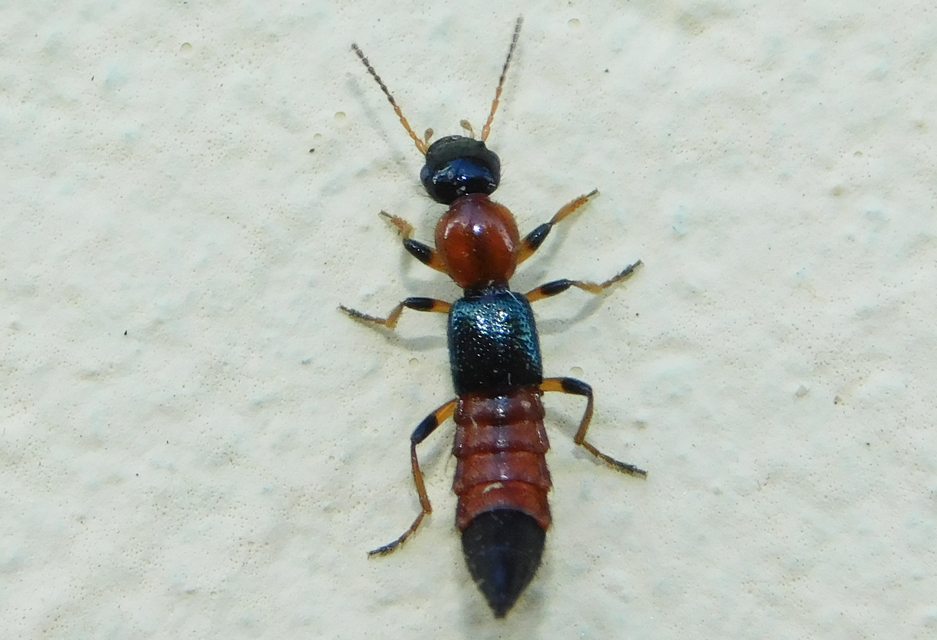 Paederus littoralis - réti partiholyva