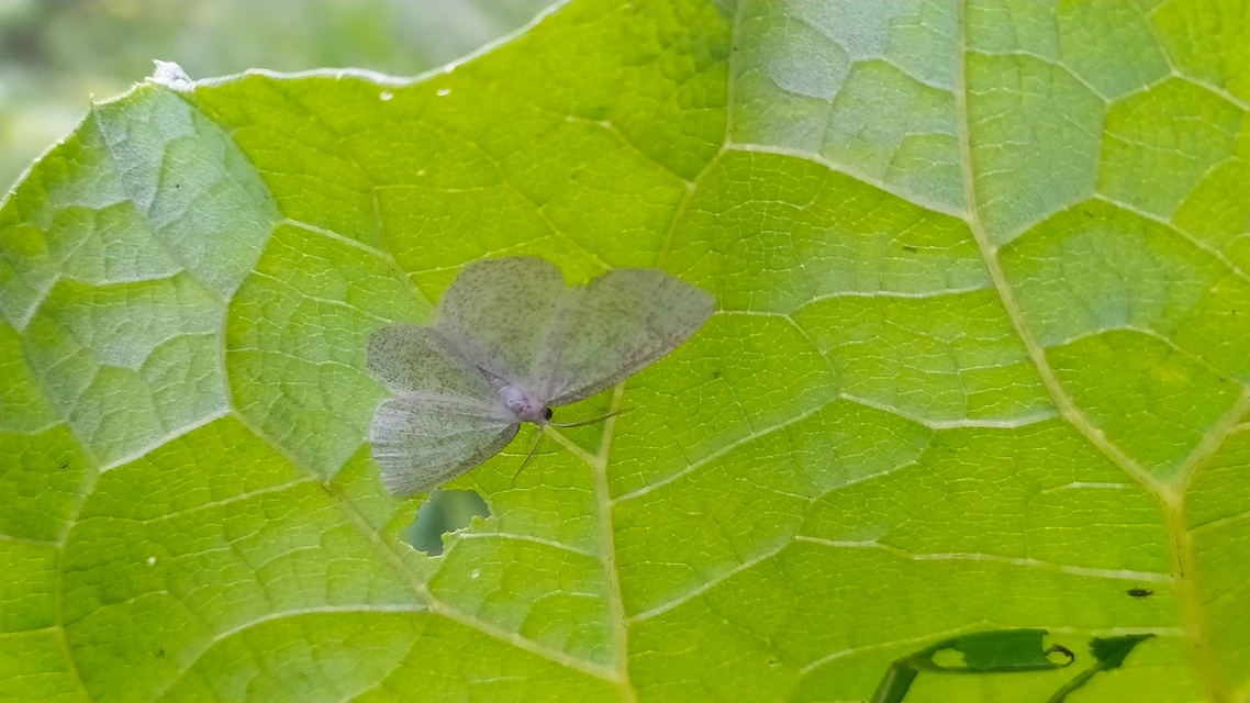 Cabera exanthemata - pettyes égeraraszoló