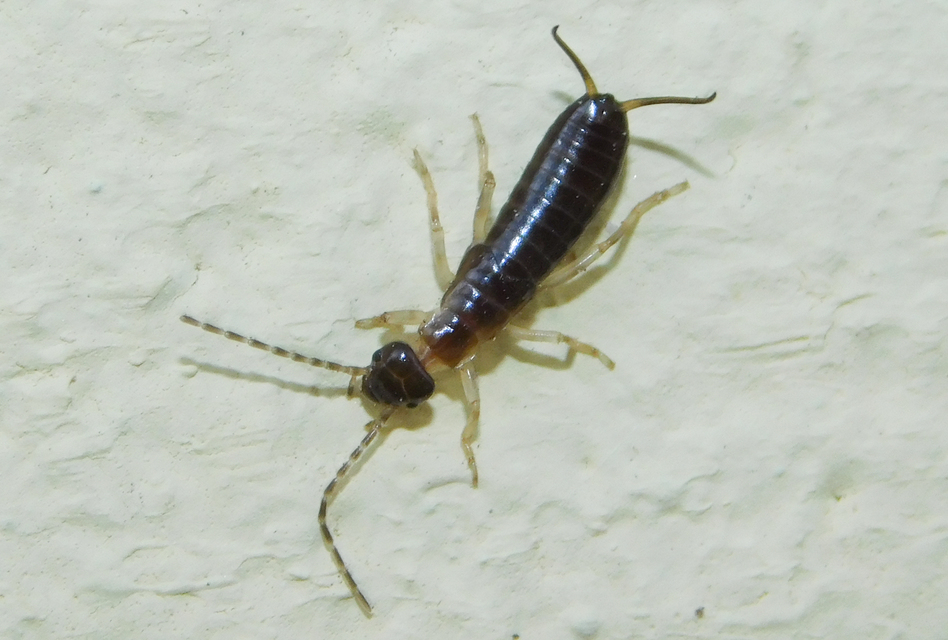 Forficula auricularia - közönséges fülbemászó