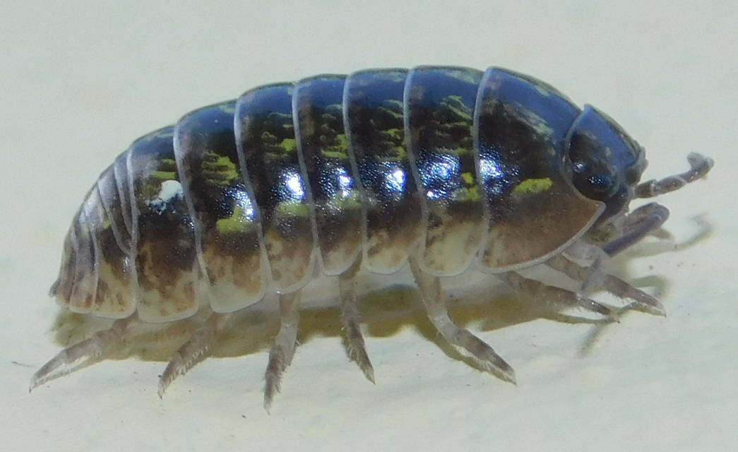 Armadillidium vulgare - szürke gömbászka