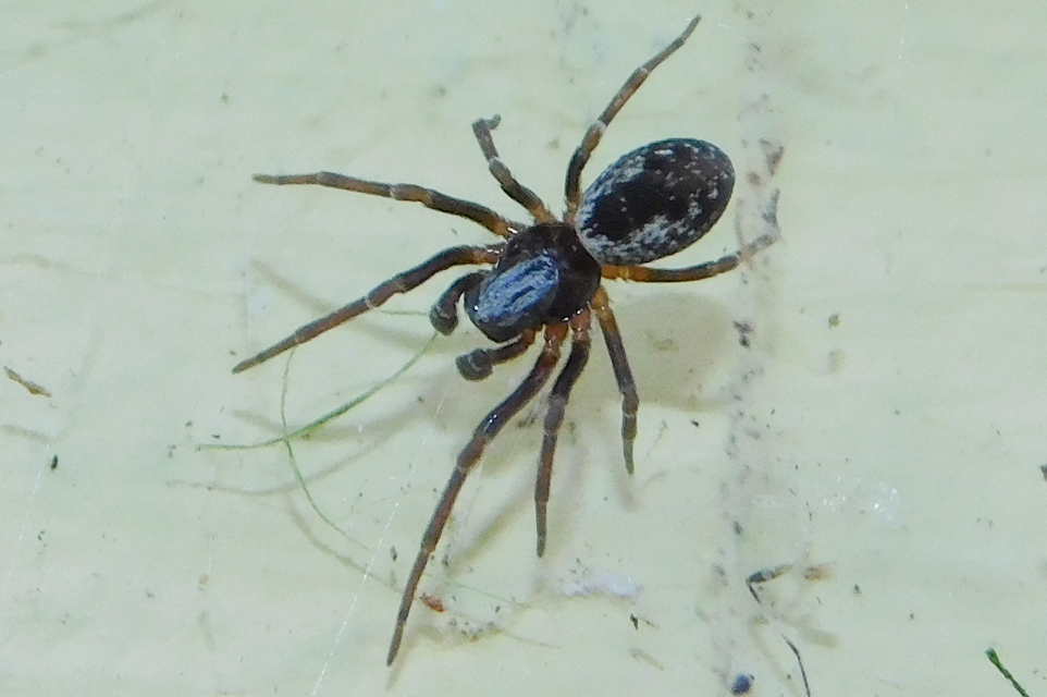 Dictynidae - hamvaspókok