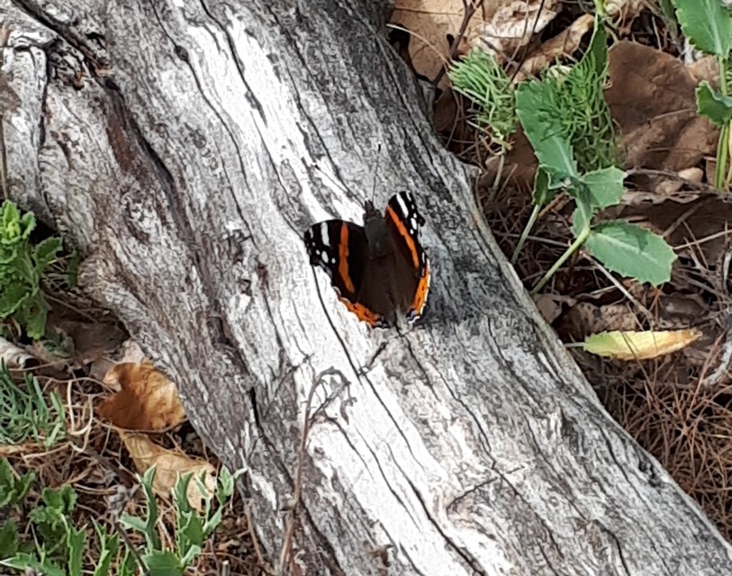 Vanessa atalanta - atalantalepke
