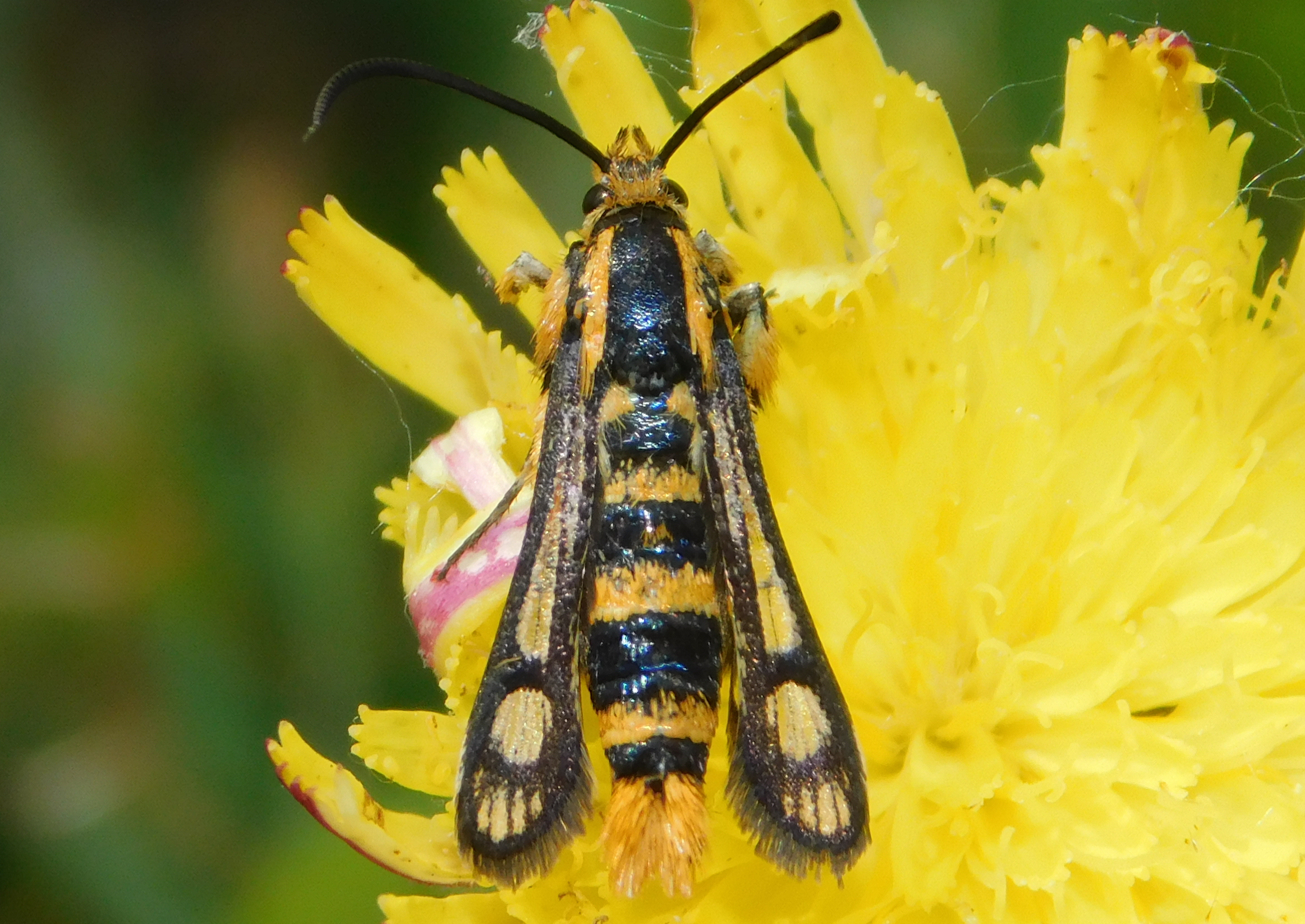 Chamaesphecia masariformis - ökörfarkkóró-szitkár