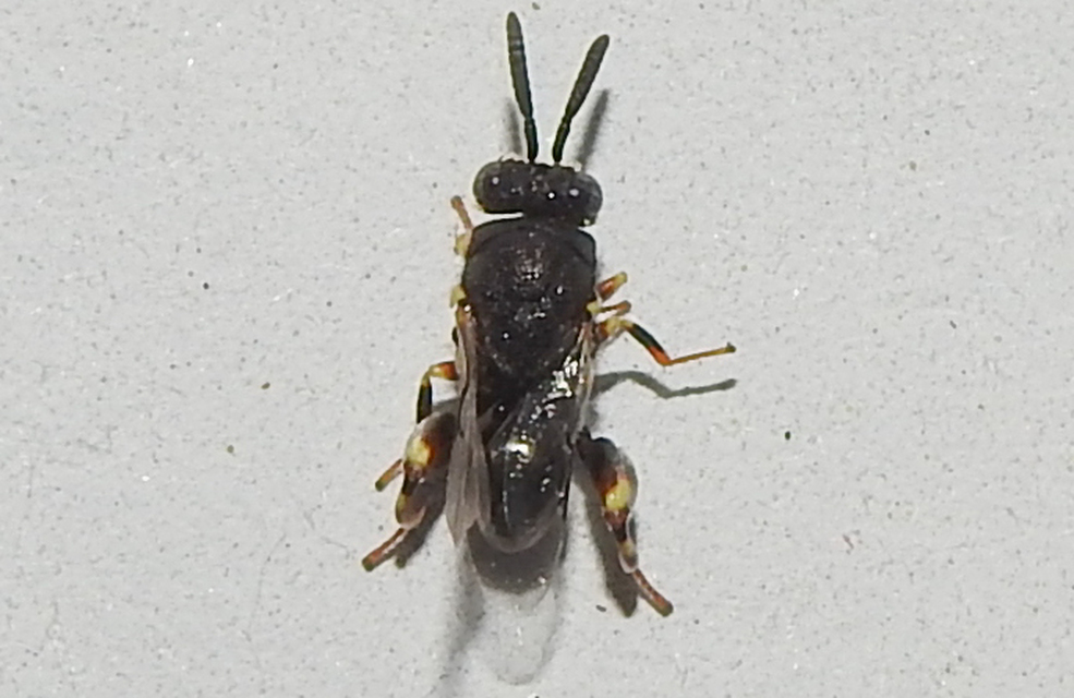 Brachymeria