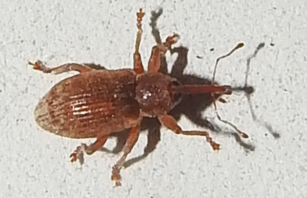 Dorytomus villosulus - sárgás hangormányos
