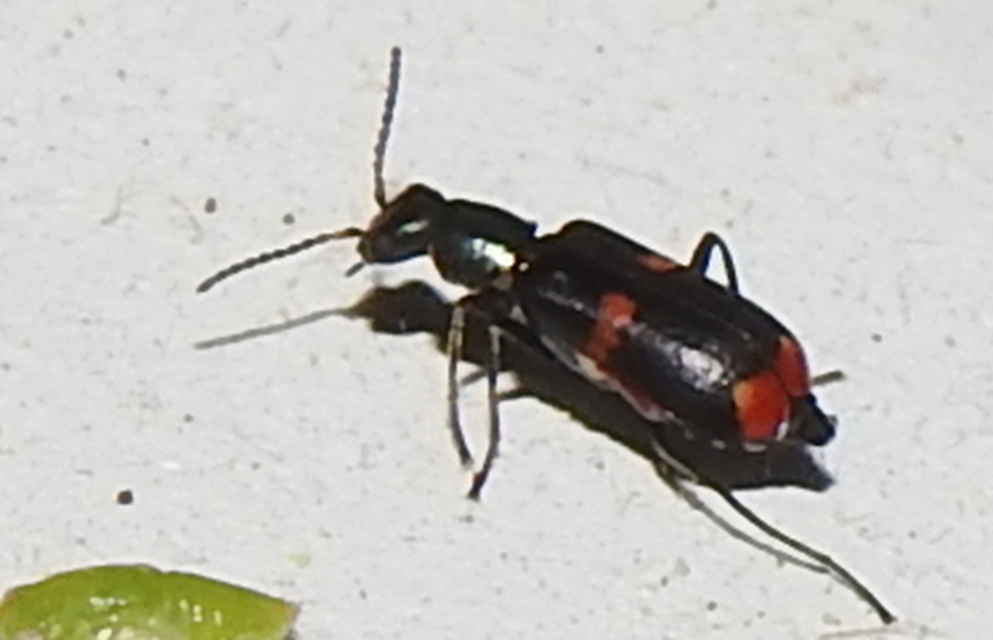 Anthocomus fasciatus - sárgaszalagos bibircsesbogár