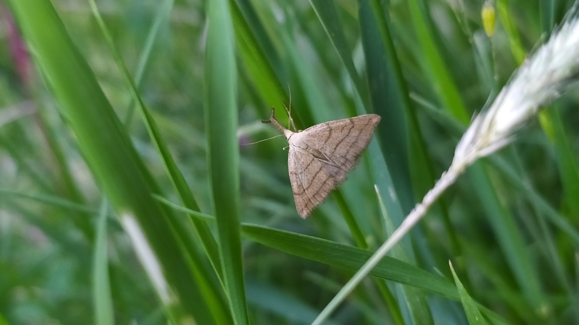 Polypogon tentacularia - sötétaljú karcsúbagoly