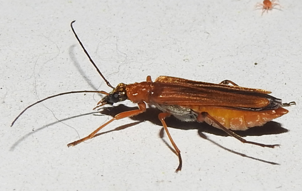 Oedemera podagrariae - székfű-álcincér