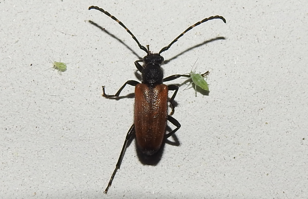 Stictoleptura maculicornis - tarkacsápú virágcincér