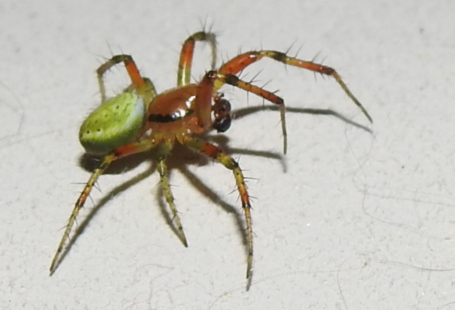 Araniella