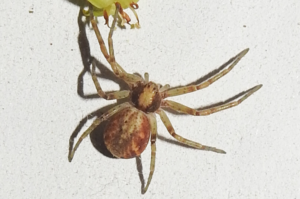 Philodromus buchari