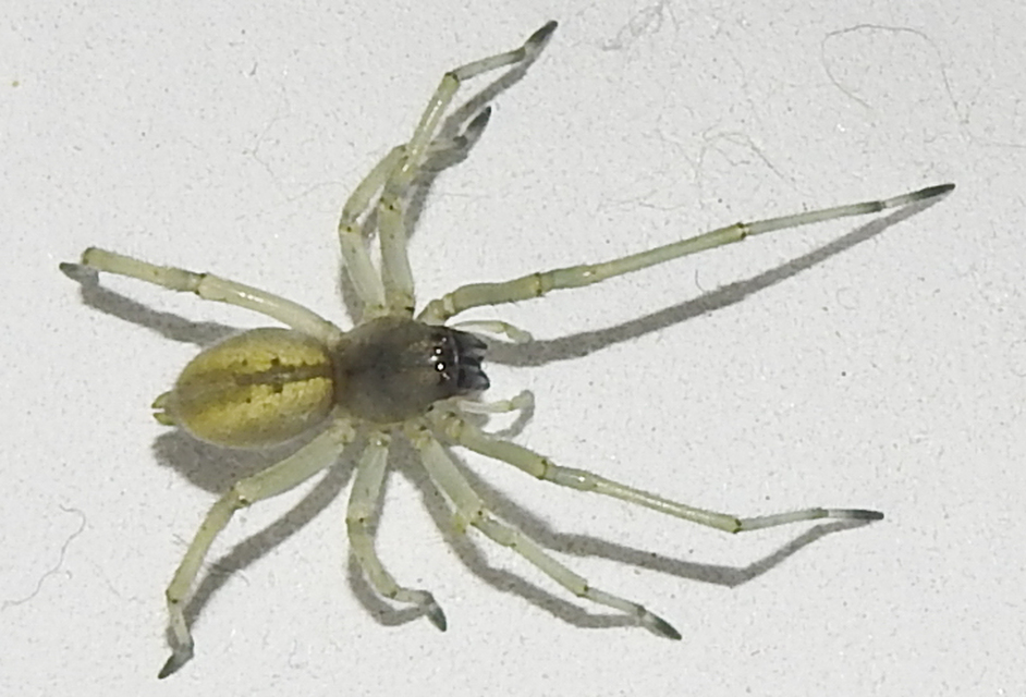 Cheiracanthium