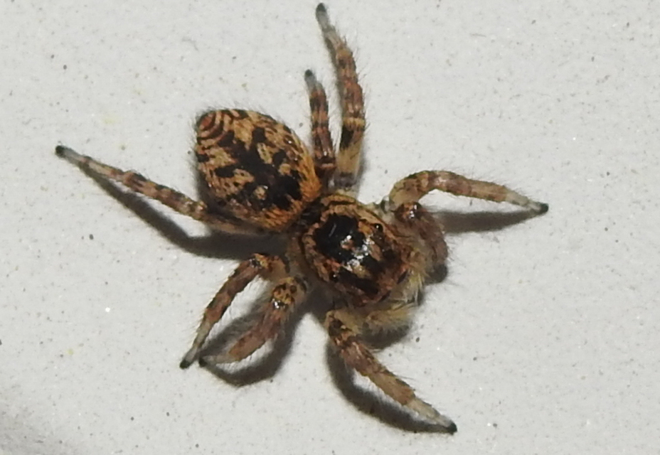 Carrhotus xanthogramma - rozsdás ugrópók