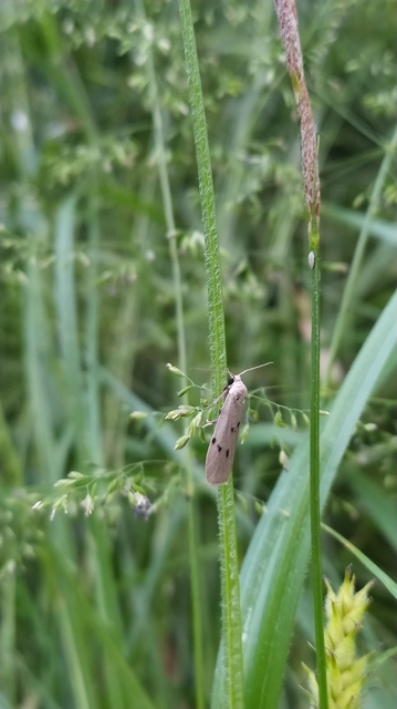 Pelosia muscerda - hamvas zuzmószövő
