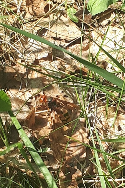 Vespa crabro - lódarázs