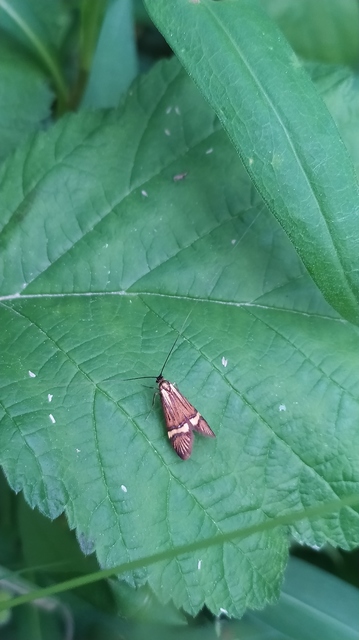 Nemophora degeerella - pompás tőrösmoly