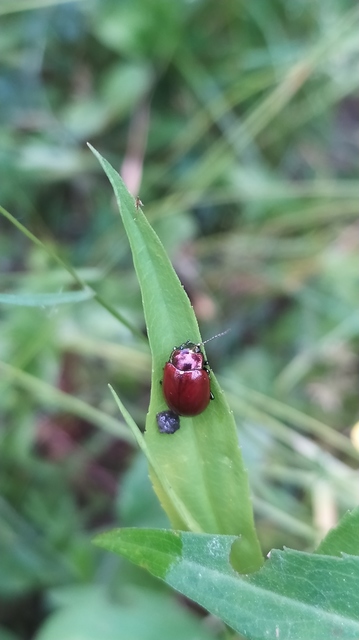 Chrysolina polita - réti mentalevelész Chrysolina polita - réti mentalevelész