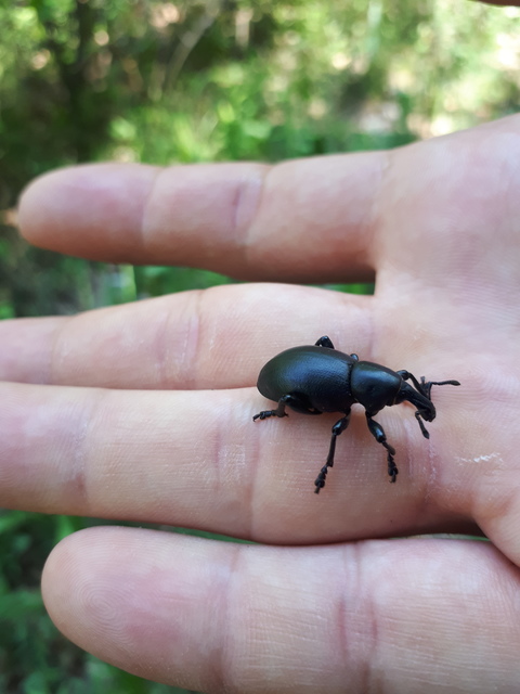 Liparus dirus - sujtár-szerecsenományos