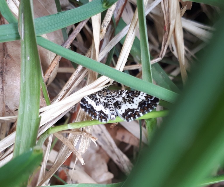 Epirrhoe tristata - gyászos tarkaaraszoló