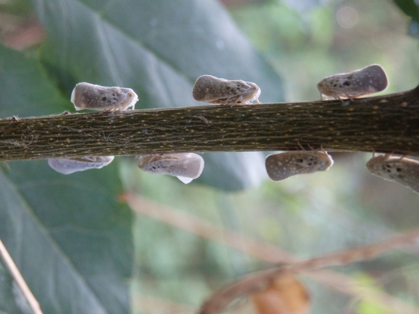 Metcalfa pruinosa - amerikai lepkekabóca