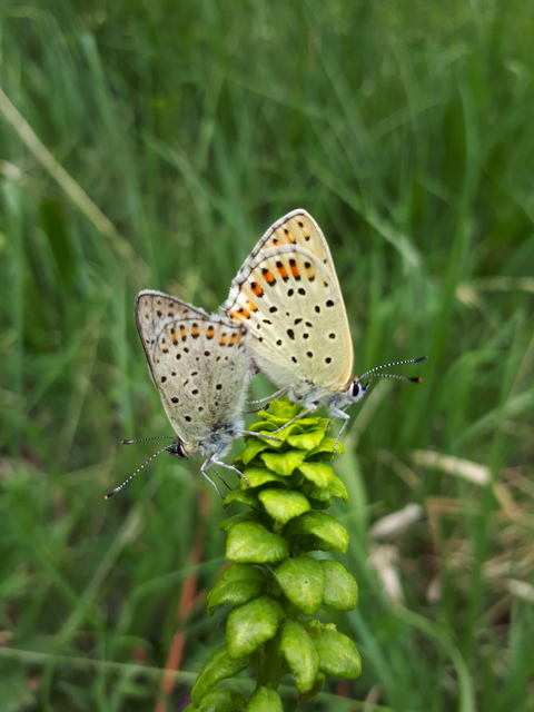 Lycaena tityrus - barna tűzlepke