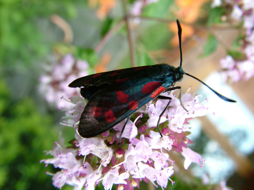 Zygaena filipendulae - acélszínű csüngőlepke