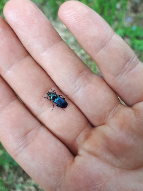 Platycerus caraboides - kis fémesszarvasbogár