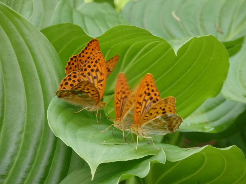 Argynnis paphia - nagy gyöngyházlepke