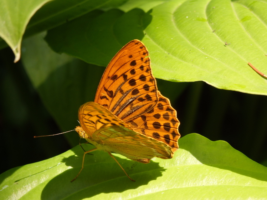 Argynnis paphia - nagy gyöngyházlepke