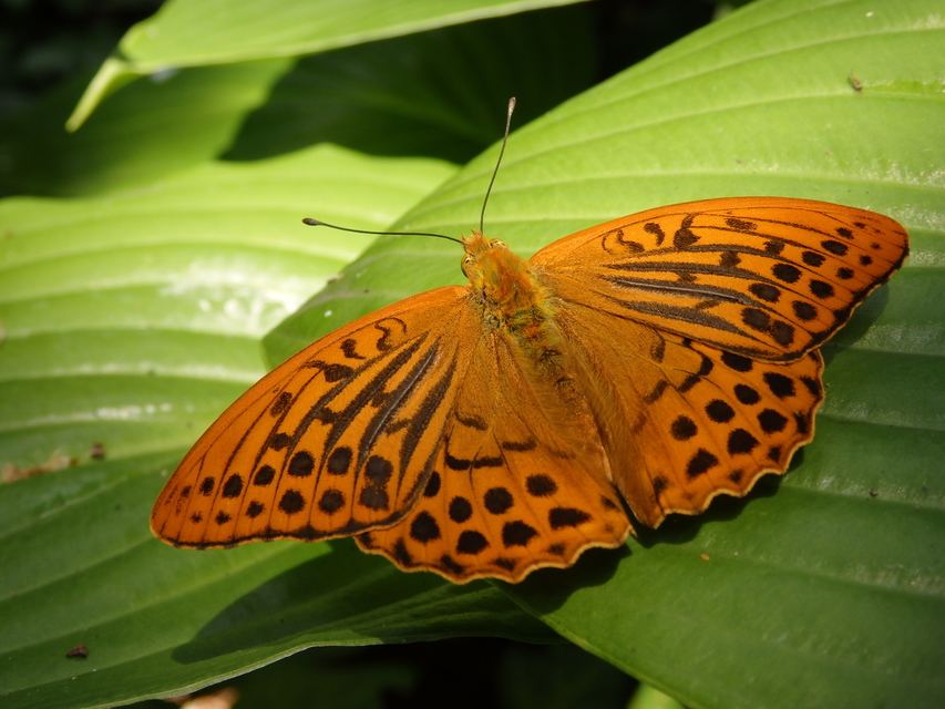 Argynnis paphia - nagy gyöngyházlepke