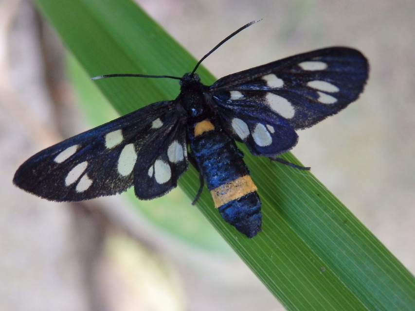 Amata phegea - fehérpettyes álcsüngőlepke