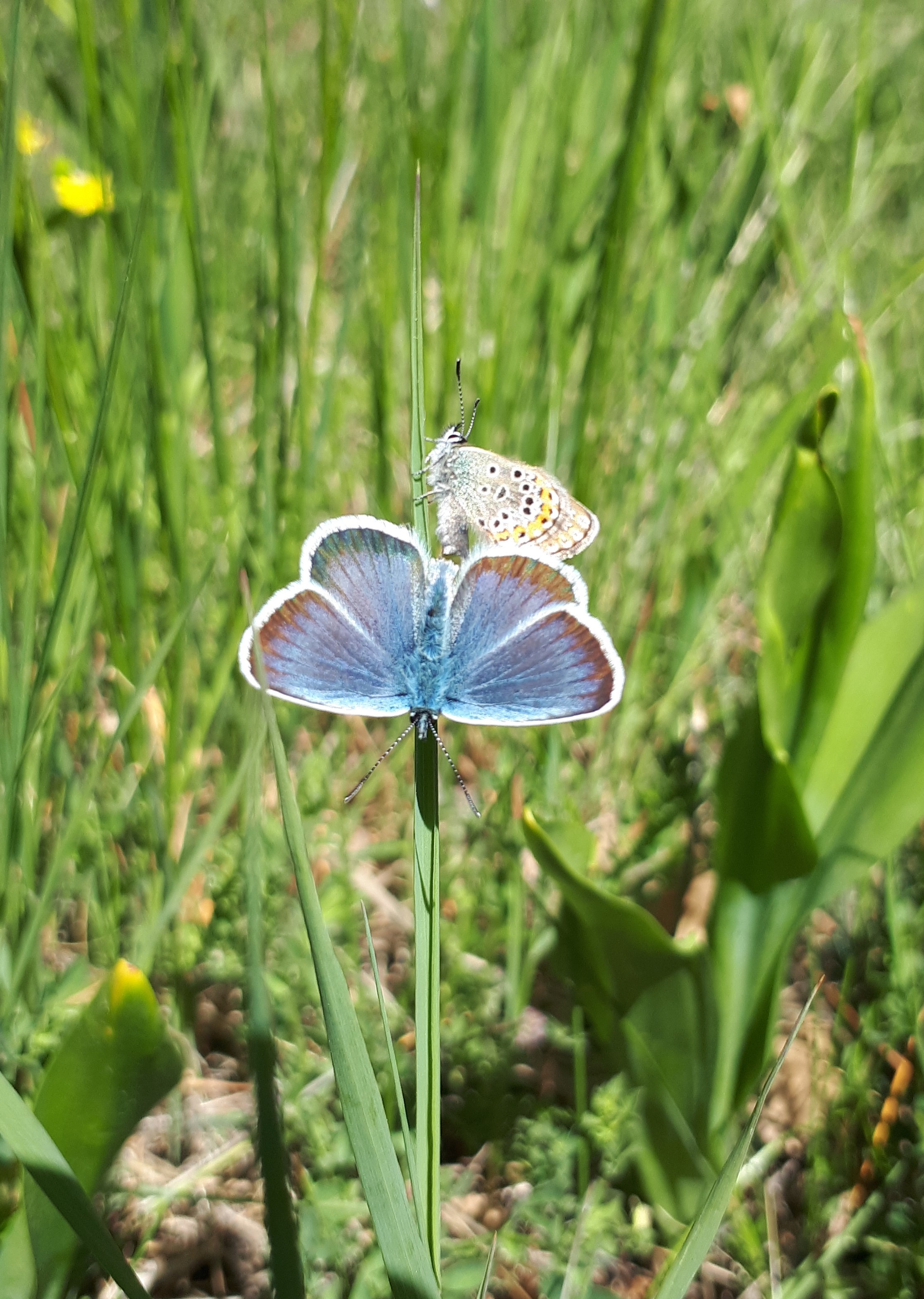 Plebejus argus - ezüstös boglárka