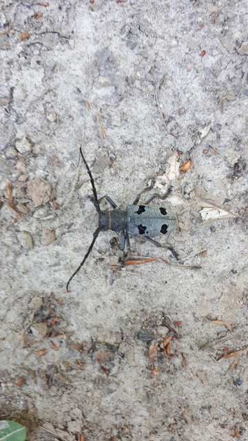 Morimus asper funereus - gyászcincér