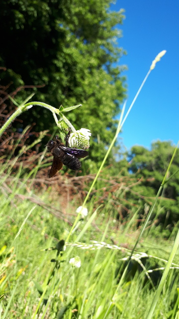 Xylocopa violacea - kék fadongó