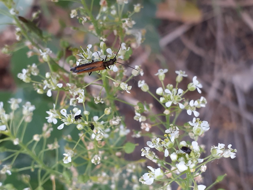 Oedemera femorata - sárgahátú álcincér