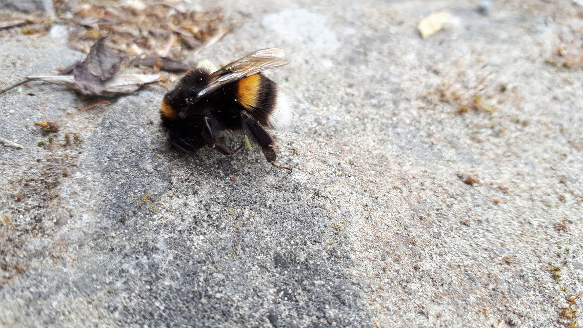 Bombus - poszméhek