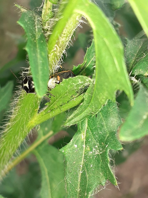 Eurydema oleracea - paréjpoloska Eurydema oleracea - paréjpoloska