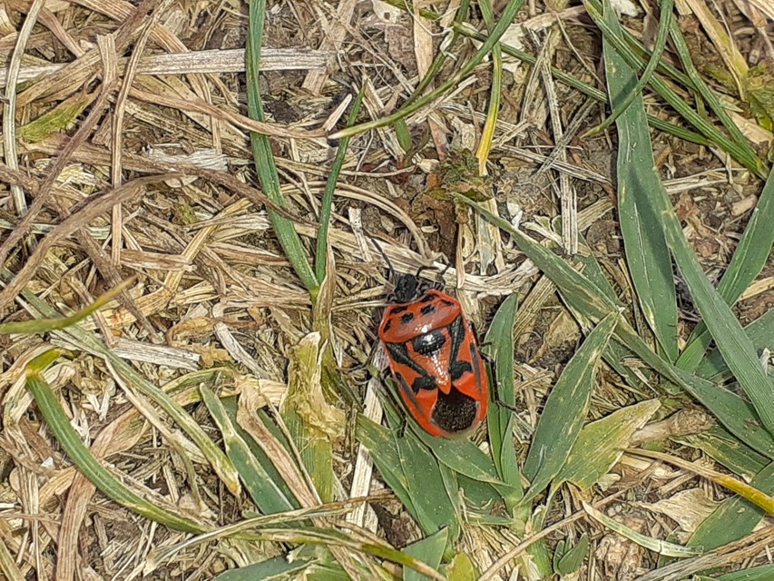 Eurydema ornata - díszespoloska