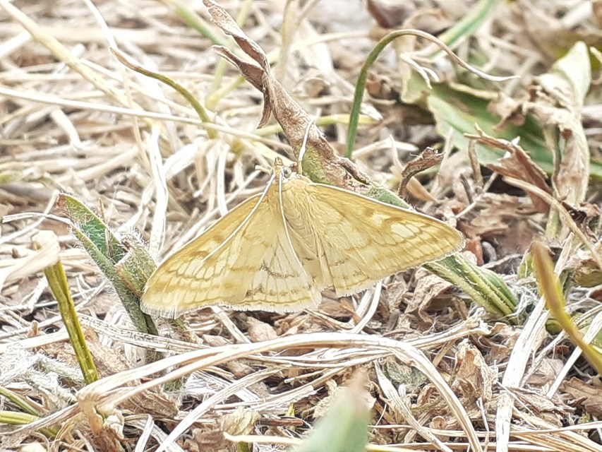 Sitochroa verticalis - világossárga dudvamoly