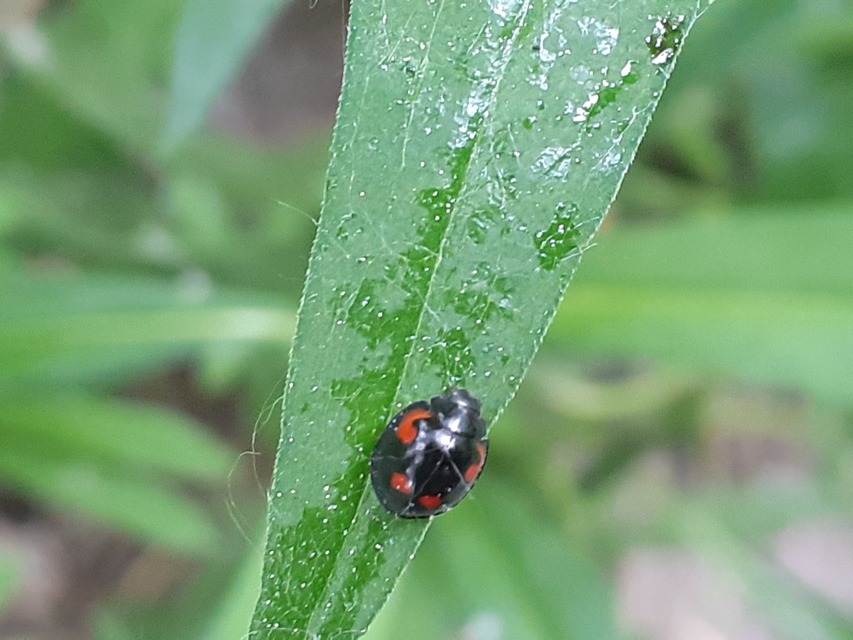 Exochomus quadripustulatus - négyfoltos szerecsenkata