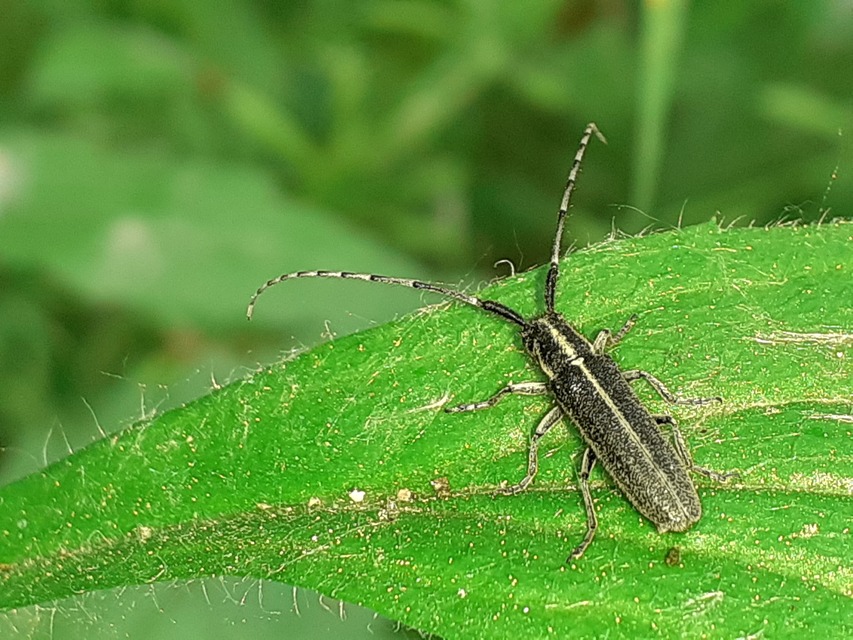 Agapanthia cardui - sávos bogáncscincér