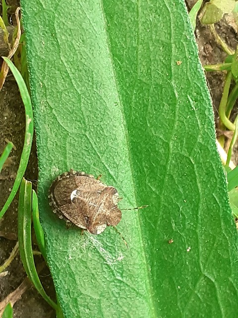 Dyroderes umbraculatus Dyroderes umbraculatus
