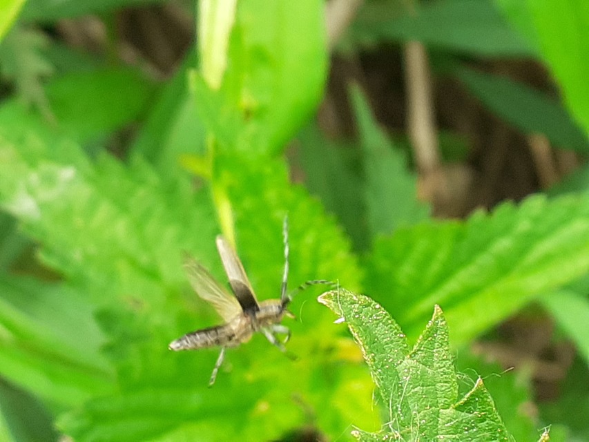 Agapanthia villosoviridescens - fehérgyűrűs bogáncscincér