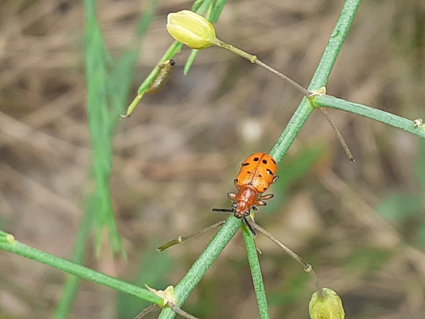 Crioceris duodecimpunctata - tizenkétpontos spárgabogár