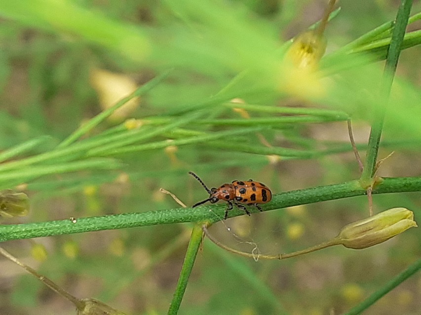 Crioceris quatuordecimpunctata - tizennégypontos spárgabogár