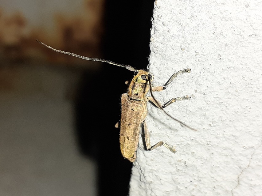 Saperda octopunctata - nyolcpontos cincér