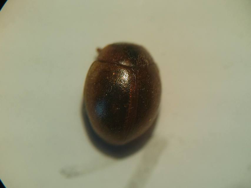 Cynegetis impunctata - pázsitfűböde