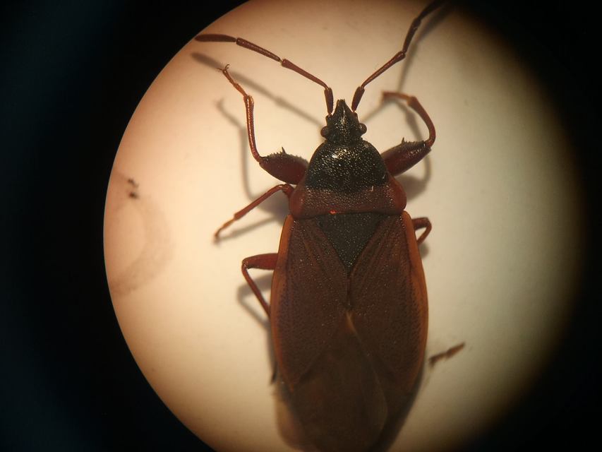 Gastrodes grossipes - lapos bodobács