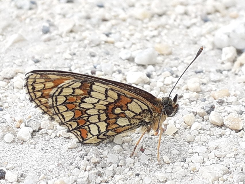Melitaea athalia - közönséges tarkalepke